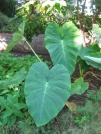 colocasia-kolokazja-jacks-giant-sadzonka-p9