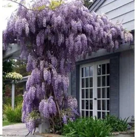 wisteria-violacea-plena-fioletowa-p9