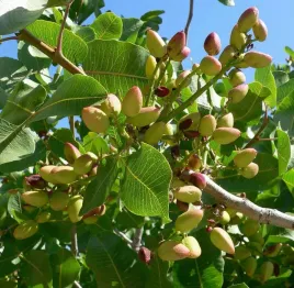 pistacja-drzewko-pistacjowe-sadzonki-40-60cm-p9