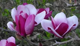 magnolia-cameo-sadzonka-50-70cm-c2
