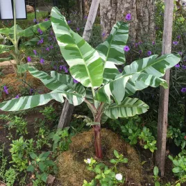 bananowiec-florida-variegata-30-50cm-c2