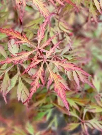 klon-palmowy-acer-royal-garnet-sadzonka-20-40cm-p9