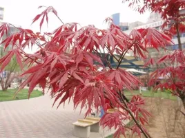 klon-palmowy-atropurpureum-sadzonka-20-40cm-p9
