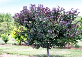 judaszowiec-kanadyjski-merlot-60-80cm-4l