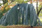 cedr-libanski-glauca-pendula-100-120cm-c10-wysokosc-sadzonki-100-120-cm