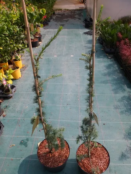 cedr-libanski-glauca-pendula-100-120cm-c10-rodzaj-rosliny-inny-roslina-w-postaci-inna