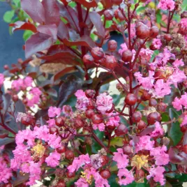 lagerstroemia-rhapsody-in-pink-30-50cm-p9
