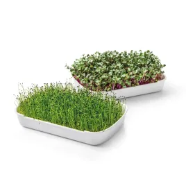zestaw-do-uprawy-microgreens-sense