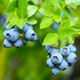 borowka-amerykanska-darrow-plenna-duze-owoce-sadzonka-p9