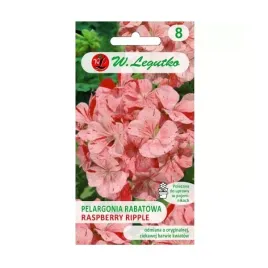 pelargonia-rabatowa-raspberry-ripple-rozowo-czerwona-004g