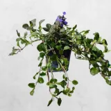 dabrowka-rozlogowa-atropurpurea-p9-roslina-w-postaci-sadzonka-w-pojemniku-05-1l