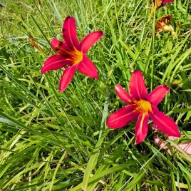 liliowiec-crimson-pirate-p9