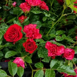 roza-okrywowa-scarlet-meidiland-czerwona-sadzonka-p12