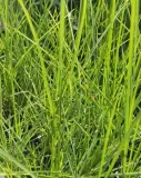 sesleria-jesienna-p9