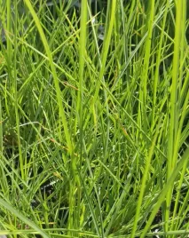 sesleria-jesienna-p9
