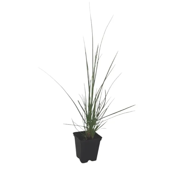 sesleria-jesienna-p9-roslina-w-postaci-sadzonka-w-pojemniku-05-1l