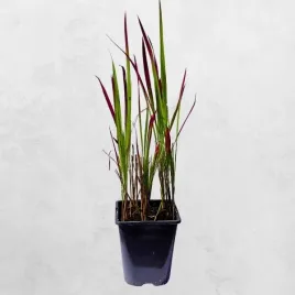 imperata-cylindryczna-red-baron-p11-ognista-trawa-ozdobna
