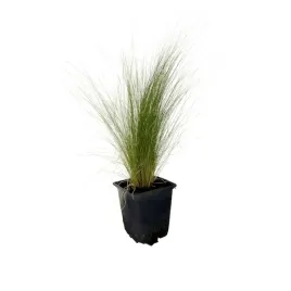ostnica-cieniutka-pony-tails-trawa-ozdobna-sadzonka-p9
