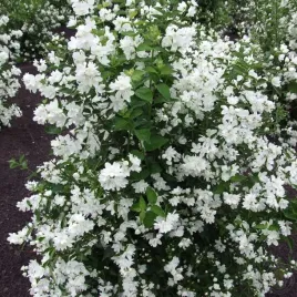 jasminowiec-snowbelle-pachnacy-jasminowiec-o-pelnych-kwiatach-sadzonka-p9