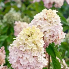 hortensja-magical-sweet-summer-bialo-rozowa-obfita-sadzonka-p9