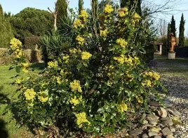 mahonia-pospolita-zolte-pachnace-kwiaty-granatowe-owoce-sadzonka-p9