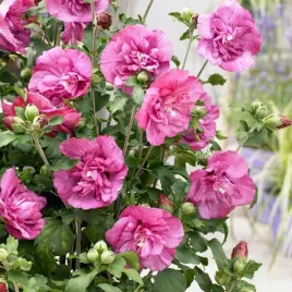 hibiscus-duc-de-brabant-purpurowy-krzew-ogrodowy-sadzonka-p9