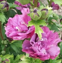 hibiscus-duc-de-brabant-purpurowy-krzew-ogrodowy-sadzonka-p9