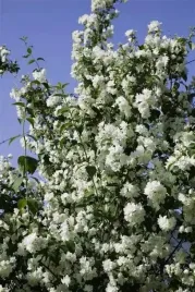 jasminowiec-schneesturm-duzy-krzew-zywoplotowy-pachnacy-sadzonka-p9