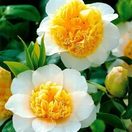 kamelia-japonska-brushfield-s-yellow-kremowa-elegancka-sadzonka-p9