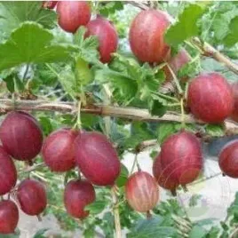 agrest-czerwony-kamieniar-odporny-slodki-obfite-plonowanie-sadzonka-p9
