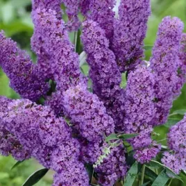 budleja-nanho-blue-wabi-motyle-obfite-kwitnienie-sadzonka-05l