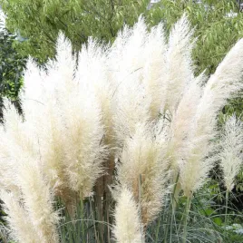trawa-pampasowa-white-plume-biale-puszyste-klosy-sadzonka-p9