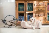 amiplay-sofa-aspen-xs-dla-psa-wielkosc-psa-maly-pies