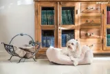 amiplay-sofa-aspen-xs-dla-psa-stan-nowy-rodzaj-kojec