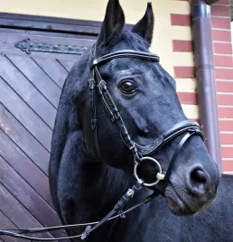 b-oglowie-equestrian-queen-electra-anatomiczny-2-cob-czarne-20950004