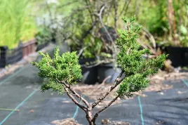 jalowiec-chinski-shimpaku-juniperus-chinensis-0074