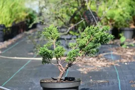 jalowiec-chinski-shimpaku-juniperus-chinensis-0075