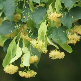 lipa-drobnolistna-miododajna-pachnaca-lecznicza-sadzonka-p9