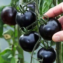 pomidor-gruntowy-blackball-nasiona-pomidorow-pomidory-warzyw-plenne-toraf