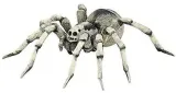tarantula
