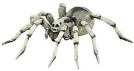 tarantula