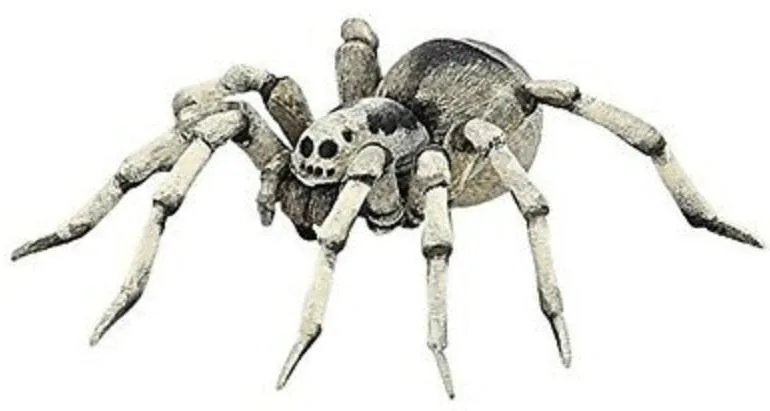 tarantula