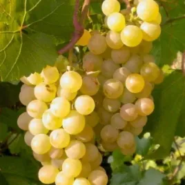 winogrono-zolte-solaris-slodki-smak-winorosl-biala-sadzonka-w-doniczce