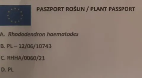rododendron-rozanecznik-hania-sadzonka