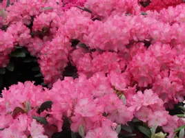 rododendron-rozanecznik-marlis-sadzonka