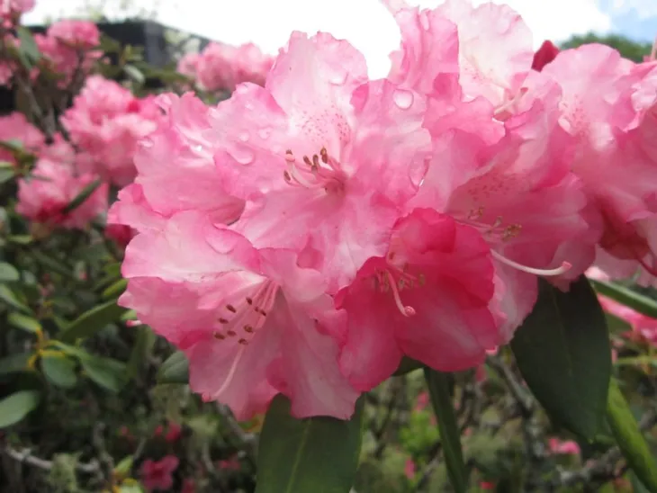 rododendron-rozanecznik-marlis-sadzonka-roslina-w-postaci-sadzonka-w-pojemniku-1-2l