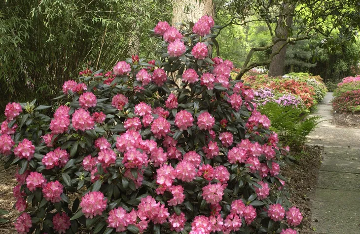 rododendron-rozanecznik-marlis-sadzonka-wysokosc-sadzonki-20-30-cm