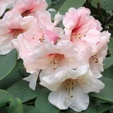 rododendron-rozanecznik-hania-sadzonka