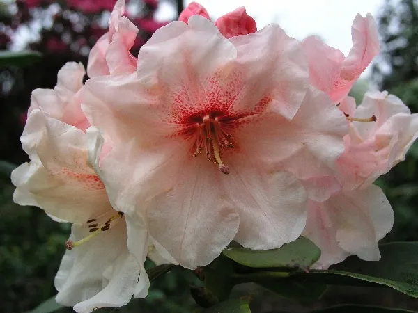 rododendron-rozanecznik-hania-sadzonka-roslina-w-postaci-sadzonka-w-pojemniku-1-2l