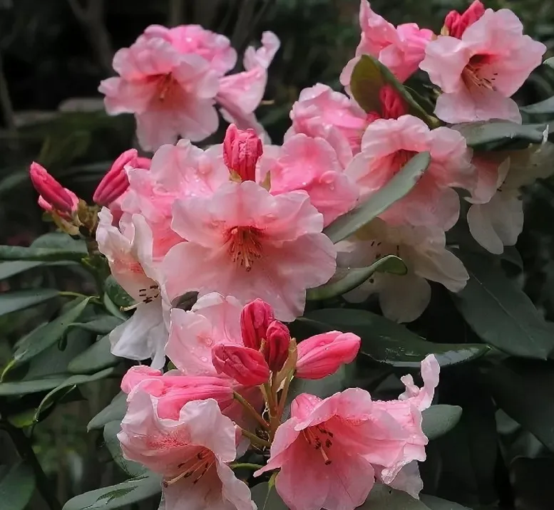 rododendron-rozanecznik-hania-sadzonka